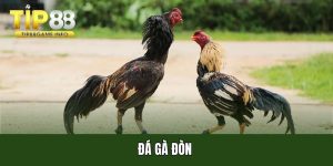Đá gà đòn